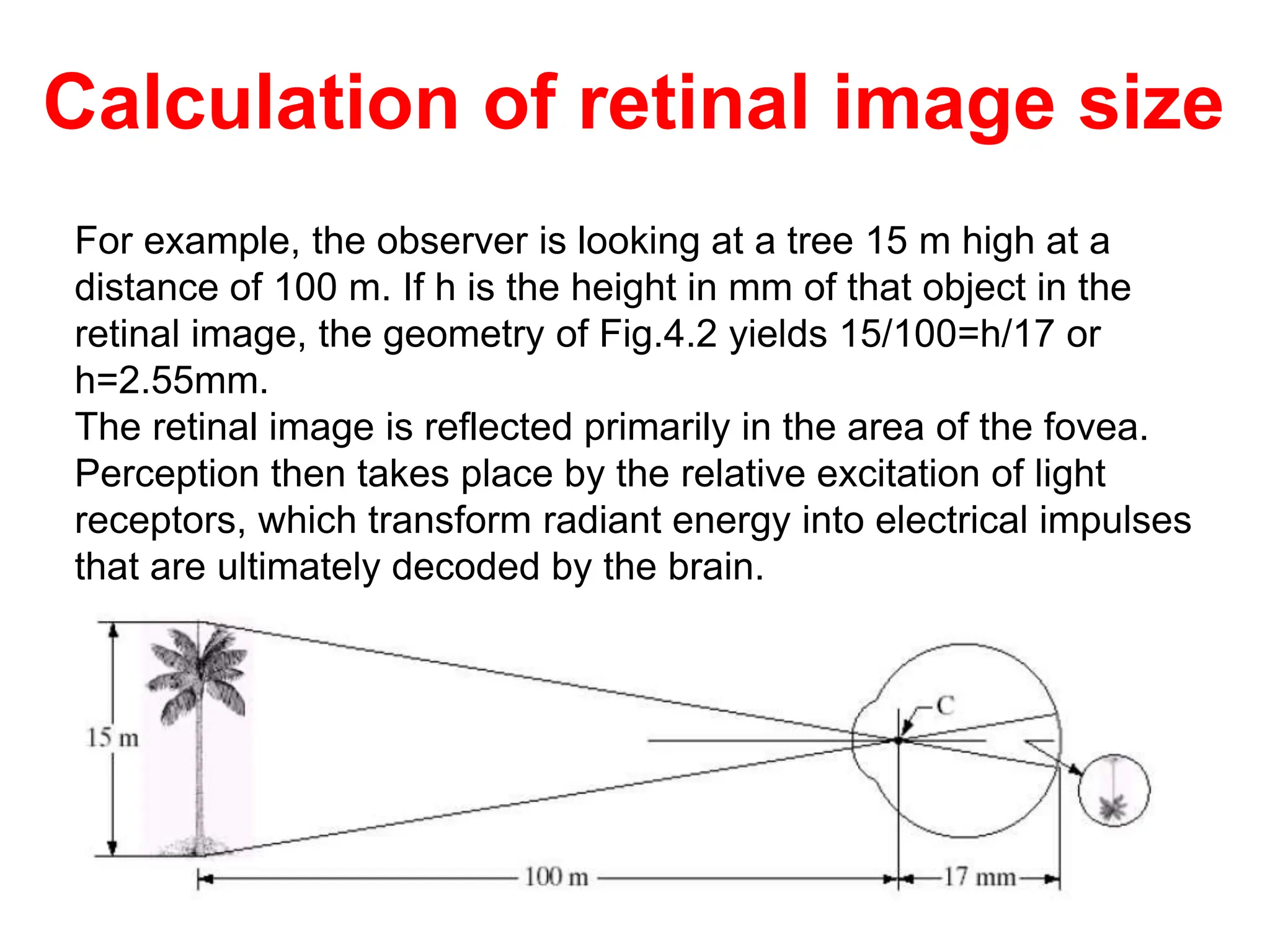 For example, the observer is looking at a tree 15 m high at a
distance of 100 m. If h is the height in mm of that object in the
retinal image, the geometry of Fig.4.2 yields 15/100=h/17 or
h=2.55mm.
The retinal image is reflected primarily in the area of the fovea.
Perception then takes place by the relative excitation of light
receptors, which transform radiant energy into electrical impulses
that are ultimately decoded by the brain.
Calculation of retinal image size
 