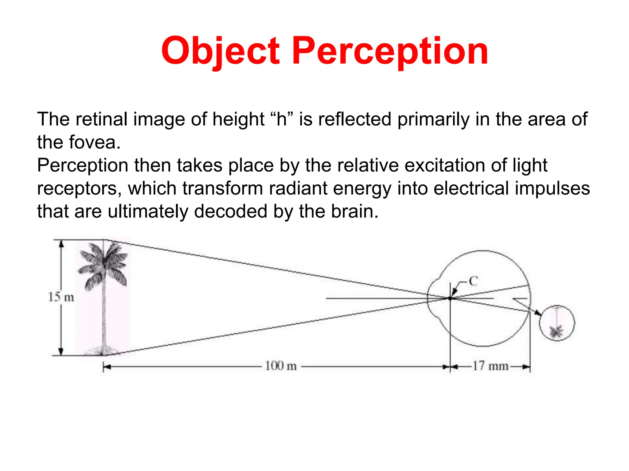 The retinal image of height “h” is reflected primarily in the area of
the fovea.
Perception then takes place by the relative excitation of light
receptors, which transform radiant energy into electrical impulses
that are ultimately decoded by the brain.
Object Perception
 