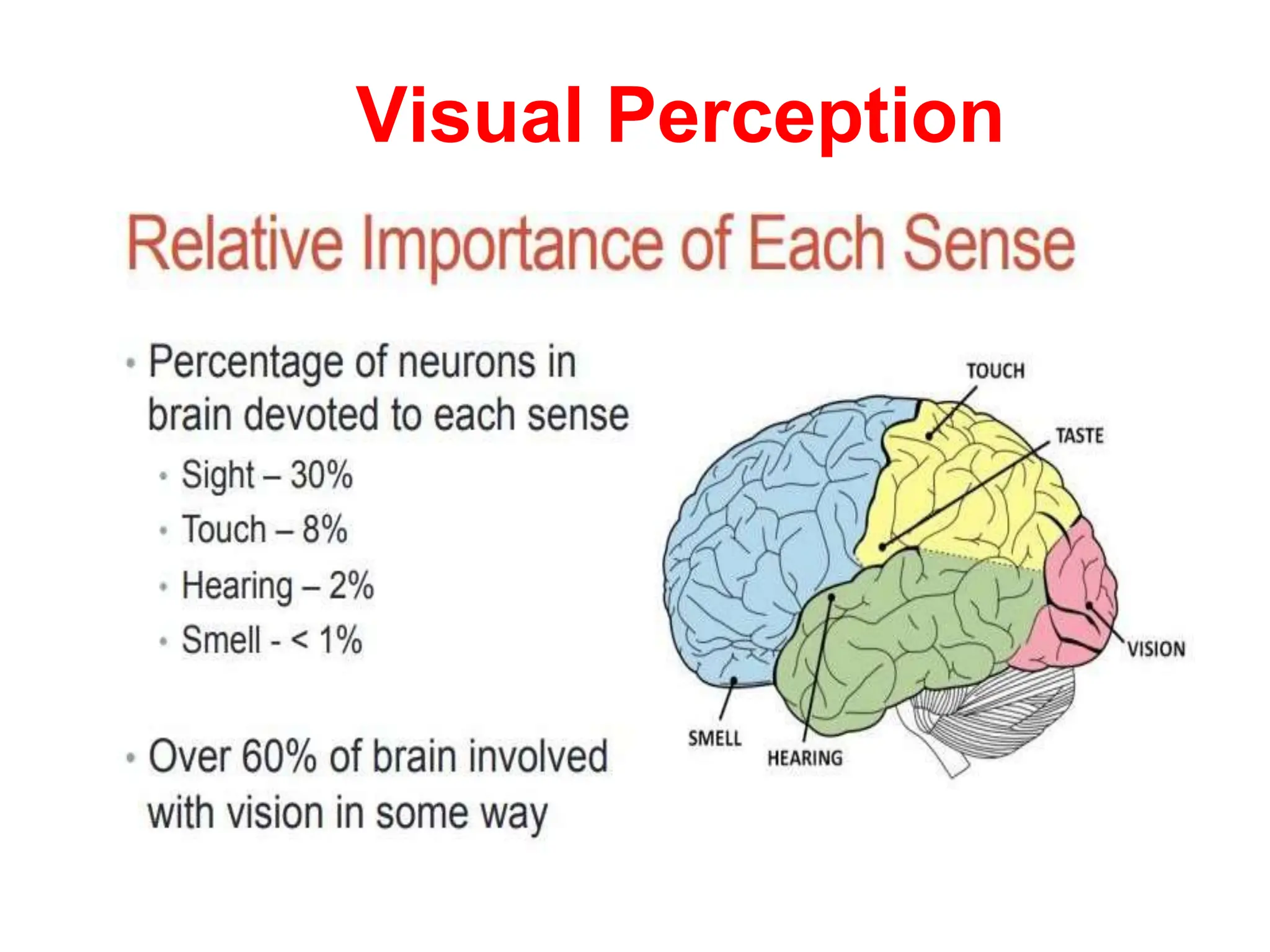 Visual Perception
 