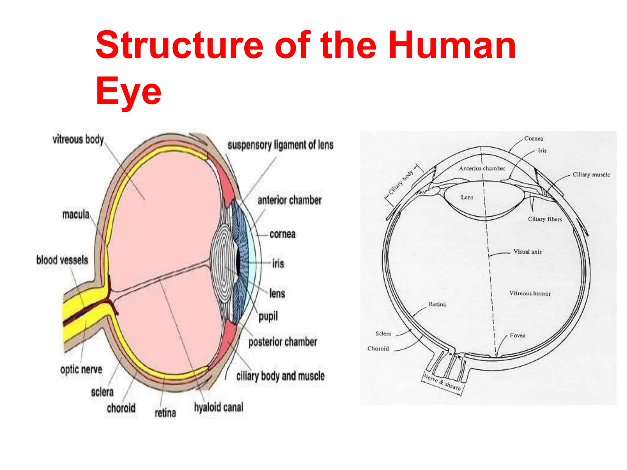 Structure of the Human
Eye
 