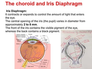 The choroid and Iris Diaphragm
Iris Diaphragm:
It contracts or expands to control the amount of light that enters
the eye.
The central opening of the iris (the pupil) varies in diameter from
approximately 2 to 8 mm.
The front of the iris contains the visible pigment of the eye,
whereas the back contains a black pigment.
 