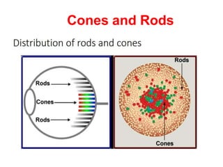 Cones and Rods
 