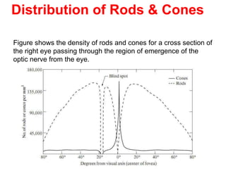 Distribution of Rods & Cones
Figure shows the density of rods and cones for a cross section of
the right eye passing through the region of emergence of the
optic nerve from the eye.
 