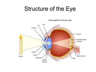 Structure of the Eye
 