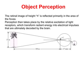 The retinal image of height “h” is reflected primarily in the area of
the fovea.
Perception then takes place by the relative excitation of light
receptors, which transform radiant energy into electrical impulses
that are ultimately decoded by the brain.
Object Perception
 
