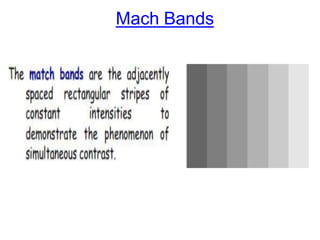 Mach Bands
 