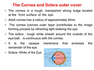 The Cornea and Sclera outer cover
• The cornea is a tough, transparent strong bulge located
at the front surface of the eye.
• Adult cornea has a radius of approximately 8mm.
• The cornea (convex outer layer )contributes to the image
forming process by refracting light entering the eye.
• The sclera , tough white sheath around the outside of the
eye-ball, is continuous with the cornea.
• It is the opaque membrane that encloses the
remainder of the eye.
• Sclera- White of the Eye
 