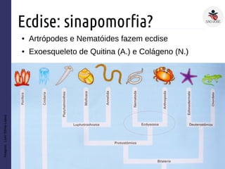 Ecdise: sinapomorfia?
● Artrópodes e Nematóides fazem ecdise
● Exoesqueleto de Quitina (A.) e Colágeno (N.)
Imagem:LivroSôniaLopes
 