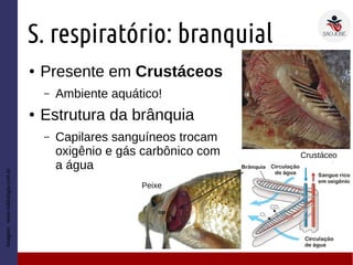 S. respiratório: branquial
● Presente em Crustáceos
– Ambiente aquático!
● Estrutura da brânquia
– Capilares sanguíneos trocam
oxigênio e gás carbônico com
a água
Imagem:www.sobiologia.com.br
Peixe
Crustáceo
 