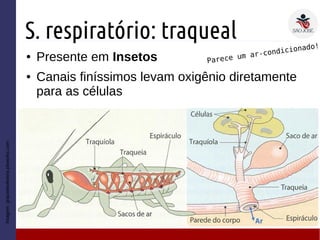 S. respiratório: traqueal
● Presente em Insetos
● Canais finíssimos levam oxigênio diretamente
para as células
Imagem:gracieteoliveira.pbworks.com
Parece um ar-condicionado!
 