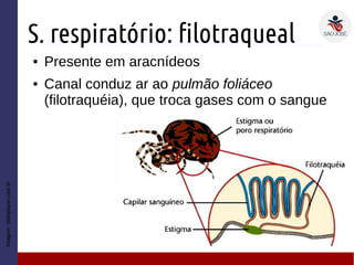 S. respiratório: filotraqueal
● Presente em aracnídeos
● Canal conduz ar ao pulmão foliáceo
(filotraquéia), que troca gases com o sangue
Imagem:slideplayer.com.br
 