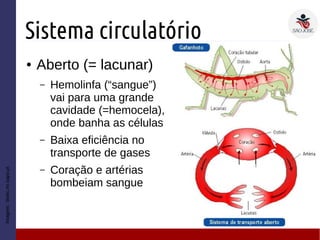 Sistema circulatório
● Aberto (= lacunar)
– Hemolinfa (“sangue”)
vai para uma grande
cavidade (=hemocela),
onde banha as células
– Baixa eficiência no
transporte de gases
– Coração e artérias
bombeiam sangue
Imagem:biotic.no.sapo.pt
 
