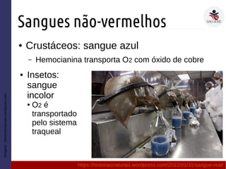 Sangues não-vermelhos
● Crustáceos: sangue azul
– Hemocianina transporta O2 com óxido de cobre
Imagem:historiasnaturais.wordpress.com
https://historiasnaturais.wordpress.com/2012/01/31/sangue-real/
● Insetos:
sangue
incolor
● O2 é
transportado
pelo sistema
traqueal
 