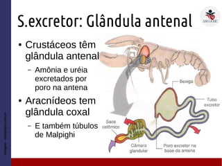 S.excretor: Glândula antenal
Imagem:slideplayer.com.br
● Crustáceos têm
glândula antenal
– Amônia e uréia
excretados por
poro na antena
● Aracnídeos tem
glândula coxal
– E também túbulos
de Malpighi
 