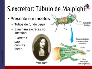 S.excretor: Túbulo de Malpighi
Imagem:LivroAmabis
● Presente em insetos
– Tubos de fundo cego
– Eliminam excretas no
intestino
– Excretas
saem
com as
fezes
 