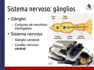 Sistema nervoso: gânglios
● Gânglio:
– Conjunto de neurônios
interligados
● Sistema nervoso
– Gânglio cerebral
– Cordão nervoso
ventral
Imagem:websmed.portoalegre.rs.gov.br
http://www.pavablog.com/2015/03/06/cientistas-instalam-controle-no-sistema-nervoso-de-baratas/
 