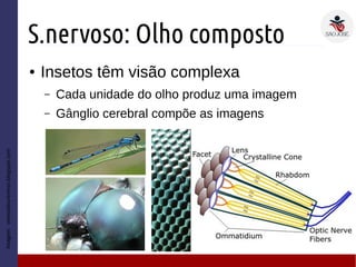 S.nervoso: Olho composto
● Insetos têm visão complexa
– Cada unidade do olho produz uma imagem
– Gânglio cerebral compõe as imagens
Imagem:ventosdouniverso.blogspot.com
 