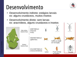 Desenvolvimento
Imagem:LivroAMABIS
● Desenvolvimento indireto: estágios larvais
ex: alguns crustáceos, muitos insetos
● Desenvolvimento direto: sem larvas
ex: aracnídeos, alguns crustáceos e insetos
 
