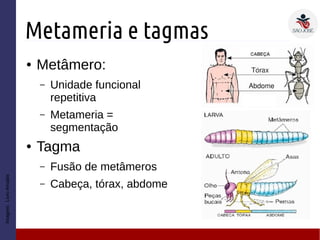 Metameria e tagmas
● Metâmero:
– Unidade funcional
repetitiva
– Metameria =
segmentação
● Tagma
– Fusão de metâmeros
– Cabeça, tórax, abdome
Imagem:LivroAmabis
 