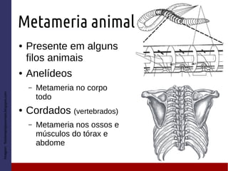 Metameria animal
● Presente em alguns
filos animais
● Anelídeos
– Metameria no corpo
todo
● Cordados (vertebrados)
– Metameria nos ossos e
músculos do tórax e
abdome
Imagem:fisioterapiajoaomaia.blogspot.com
 