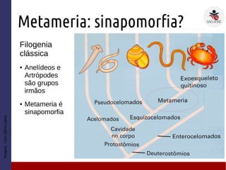 Metameria: sinapomorfia?
Imagem:LivroSôniaLopes
Filogenia
clássica
● Anelídeos e
Artrópodes
são grupos
irmãos
● Metameria é
sinapomorfia
 