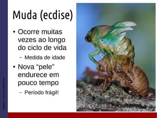 Muda (ecdise)
● Ocorre muitas
vezes ao longo
do ciclo de vida
– Medida de idade
● Nova “pele”
endurece em
pouco tempo
– Período frágil!
Imagem:www.escolakids.com
 