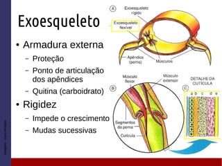 Exoesqueleto
● Armadura externa
– Proteção
– Ponto de articulação
dos apêndices
– Quitina (carboidrato)
● Rigidez
– Impede o crescimento
– Mudas sucessivas
Imagem:LivroAmabis
 