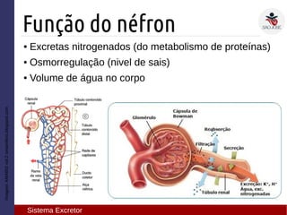 ● Excretas nitrogenados (do metabolismo de proteínas)
● Osmorregulação (nivel de sais)
● Volume de água no corpo
Imagem:AMABISvol.2omamifero.blogspot.com
Função do néfron
Sistema Excretor
 