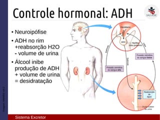 Imagem:AMABISvol.2
Controle hormonal: ADH
Sistema Excretor
● Neuroipófise
● ADH no rim
+reabsorção H2O
- volume de urina
● Álcool inibe
produção de ADH
+ volume de urina
= desidratação
 