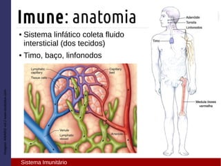 ● Sistema linfático coleta fluido
intersticial (dos tecidos)
● Timo, baço, linfonodos
Imagem:AMABISvol.2www.studyblue.com
Imune: anatomia
Sistema Imunitário
 