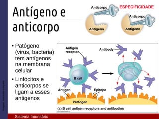 ● Patógeno
(virus, bacteria)
tem antígenos
na membrana
celular
● Linfócitos e
anticorpos se
ligam a esses
antigenos
Imagem:macaulay.cuny.edu
Antígeno e
anticorpo
Sistema Imunitário
 