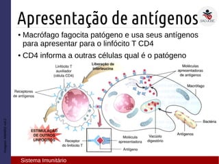 Imagem:AMABISvol.2
Apresentação de antígenos
Sistema Imunitário
● Macrófago fagocita patógeno e usa seus antígenos
para apresentar para o linfócito T CD4
● CD4 informa a outras células qual é o patógeno
 