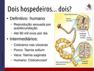 Dois hospedeiros... dois?
● Definitivo: humano
– Reprodução sexuada por
autofecundação
– Até 80 mil ovos por dia
● Intermediários:
– Cisticerco nas vísceras
– Porco: Taenia solium
– Vaca: Taenia saginata
– Humano: Cisticercose!
Imagem:guia.bio.br
 