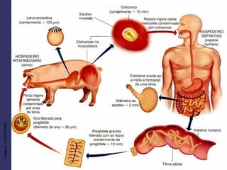 O ciclo
Imagem:LivroAMABIS
 