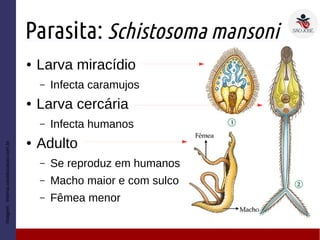 Parasita: Schistosoma mansoni
● Larva miracídio
– Infecta caramujos
● Larva cercária
– Infecta humanos
● Adulto
– Se reproduz em humanos
– Macho maior e com sulco
– Fêmea menor
Imagem:interna.coceducacao.com.br
 