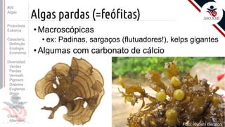 Prof. Kyoshi Beraldo
©
Algas pardas (=feófitas)
• Macroscópicas
• ex: Padinas, sargaços (flutuadores!), kelps gigantes
• Algumas com carbonato de cálcio
#05
Algas
Protoctista
Eukarya
Caracteriz.
Definição
Ecologia
Economia
Diversidad.
Verdes
Pardas
Vermelh.
Pigment.
Diatoms
Euglenas
Dinos
maré
corais
Carófitas
Ciclos
Alternânc.
Foto: Kyoshi Beraldo
 