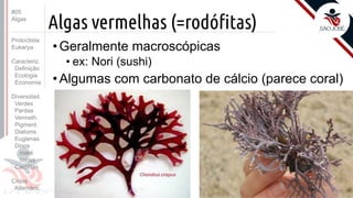 Prof. Kyoshi Beraldo
©
Algas vermelhas (=rodófitas)
• Geralmente macroscópicas
• ex: Nori (sushi)
• Algumas com carbonato de cálcio (parece coral)
#05
Algas
Protoctista
Eukarya
Caracteriz.
Definição
Ecologia
Economia
Diversidad.
Verdes
Pardas
Vermelh.
Pigment.
Diatoms
Euglenas
Dinos
maré
corais
Carófitas
Ciclos
Alternânc.
 