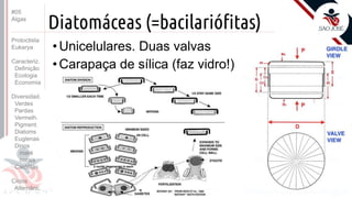 Prof. Kyoshi Beraldo
©
Diatomáceas (=bacilariófitas)
• Unicelulares. Duas valvas
• Carapaça de sílica (faz vidro!)
#05
Algas
Protoctista
Eukarya
Caracteriz.
Definição
Ecologia
Economia
Diversidad.
Verdes
Pardas
Vermelh.
Pigment.
Diatoms
Euglenas
Dinos
maré
corais
Carófitas
Ciclos
Alternânc.
 