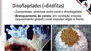 Prof. Kyoshi Beraldo
©
Dinoflagelados (=dinófitas)
• Zooxantelas: simbiose entre coral e dinoflagelado
• Branquamento de corais: em condição inóspita
(aquecimento global!) coral 'expulsa' algas e morre
 