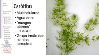Prof. Kyoshi Beraldo
©
Carófitas
• Multicelulares
• Água doce
• "musgos
pétreos"
• CaCO3
• Grupo irmão das
plantas
terrestres
#05
Algas
Protoctista
Eukarya
Caracteriz.
Definição
Ecologia
Economia
Diversidad.
Verdes
Pardas
Vermelh.
Pigment.
Diatoms
Euglenas
Dinos
maré
corais
Carófitas
Ciclos
Alternânc.
 