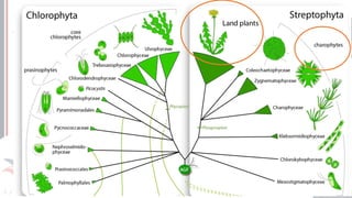 Prof. Kyoshi Beraldo
©
 