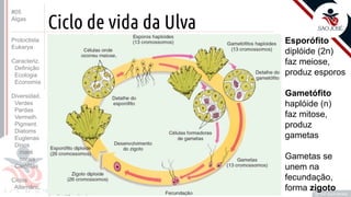 Prof. Kyoshi Beraldo
©
Ciclo de vida da Ulva
Esporófito
diplóide (2n)
faz meiose,
produz esporos
Gametófito
haplóide (n)
faz mitose,
produz
gametas
Gametas se
unem na
fecundação,
forma zigoto
#05
Algas
Protoctista
Eukarya
Caracteriz.
Definição
Ecologia
Economia
Diversidad.
Verdes
Pardas
Vermelh.
Pigment.
Diatoms
Euglenas
Dinos
maré
corais
Carófitas
Ciclos
Alternânc.
 