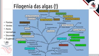 Prof. Kyoshi Beraldo
©
Filogenia das algas (!)
• Pardas
• Verdes
• Azuis,
• Vermelhas
• Douradas
• Euglenas
• etc.
 