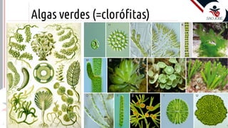 Prof. Kyoshi Beraldo
©
Algas verdes (=clorófitas)
 