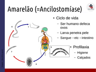 Amarelão (=Ancilostomíase)
Imagem:http://fcfrp.usp.br/
● Ciclo de vida
– Ser humano defeca
ovos
– Larva penetra pele
– Sangue→etc→intestino
● Profilaxia
– Higiene
– Calçados
 