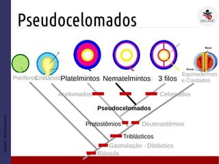Pseudocelomados
Triblásticos
Deuterostômios
Cnidários 3 filosPoríferos
Gastrulação - Diblástico
Protostômios
Equinodermos
e Cordados
Blástula
Imagem:http://study.com
Platelmintos Nematelmintos
Acelomados Celomados
Pseudocelomados
 
