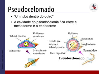 Pseudocelomado
● “Um tubo dentro do outro”
● A cavidade do pseudoceloma fica entre a
mesoderme e a endoderme
Imagem:LivroSôniaLopes
 