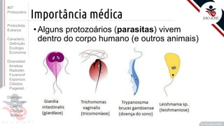 Prof. Kyoshi Beraldo
©
Importância médica
• Alguns protozoários (parasitas) vivem
dentro do corpo humano (e outros animais)
#07
Protozoário
Protoctista
Eukarya
Caracteriz.
Definição
Ecologia
Economia
Diversidad.
Amebas
Radiolári.
Foraminif
Esporozo.
Ciliados
Flagelad,
Doenças
Amebías.
Leishm.
Chagas
Malária
 