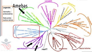 Prof. Kyoshi Beraldo
©
• a
Amebas
 