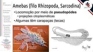 Prof. Kyoshi Beraldo
©
Amebas (filo Rhizopoda, Sarcodina)
• Locomoção por meio de pseudopódes
• projeções citoplasmáticas
• Algumas têm carapaças (tecas)
#07
Protozoário
Protoctista
Eukarya
Caracteriz.
Definição
Ecologia
Economia
Diversidad.
Amebas
Radiolári.
Foraminif
Esporozo.
Ciliados
Flagelad,
Doenças
Amebías.
Leishm.
Chagas
Malária
 